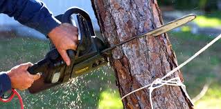 How Our Tree Care Process Works  in  Grantsburg, WI