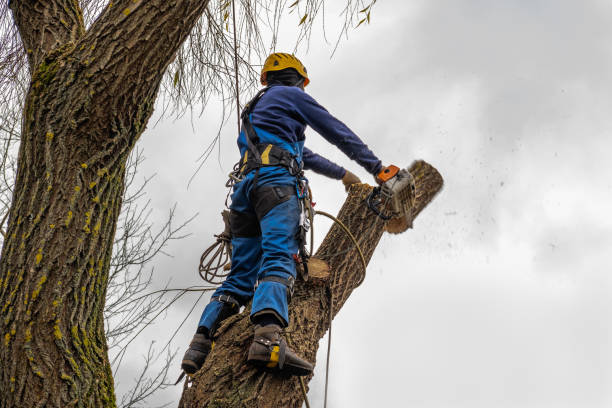 Professional Tree Care  in Grantsburg, WI